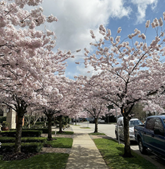 Cherry Blossom Marcowearspolos