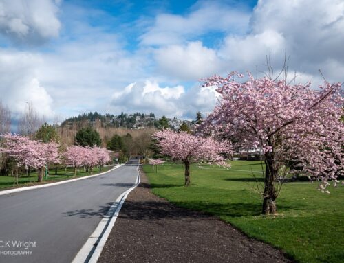 Blossom Bliss: Can’t Miss Cherry Blossom Spots in Burnaby